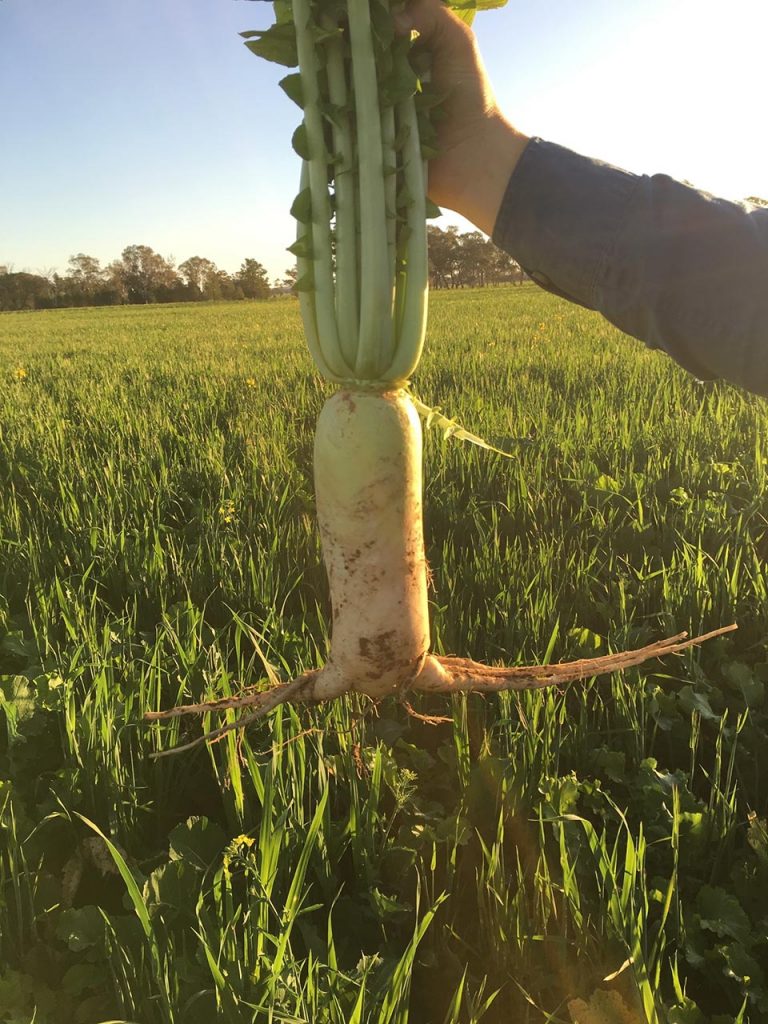 Brianna Russel, Glenlee Partnership shows how soil compaction causes excessively lateral adventitious roots