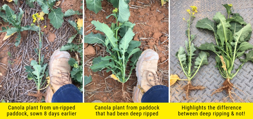 Canola plant root development from a deep ripped paddock vs un-ripped paddock