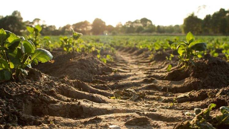 Planning ahead now for soil improvements