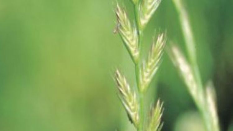 Combatting Ryegrass in the War on Chemical Resistant Weeds