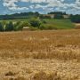 A field of wheat stubble with hay bales scattered throughout