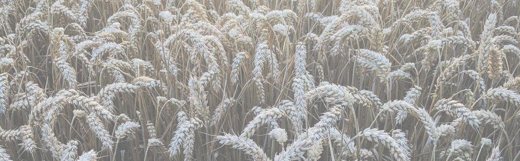 Don’t Leave Your Yields Out in the Cold