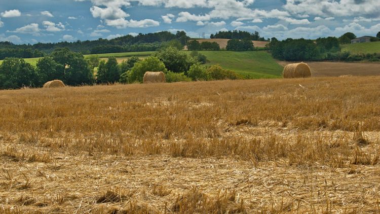 A field of wheat stubble with hay bales scattered throughout