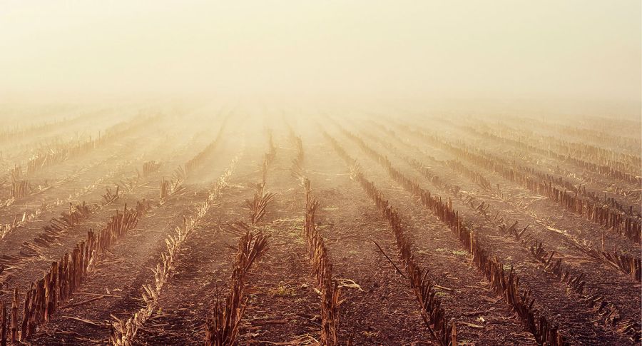 Rows of stubble in a misty and foggy paddock in the early morning