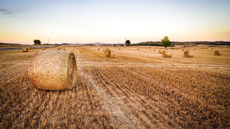 Hay rolls lying in a field of stubble