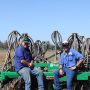 Direct Seeding Grassland and Managing Grazing Crops