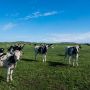 Building a Base for Dairy Fodder