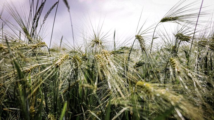 Wet wheat in a field that has been damaged due to excess water