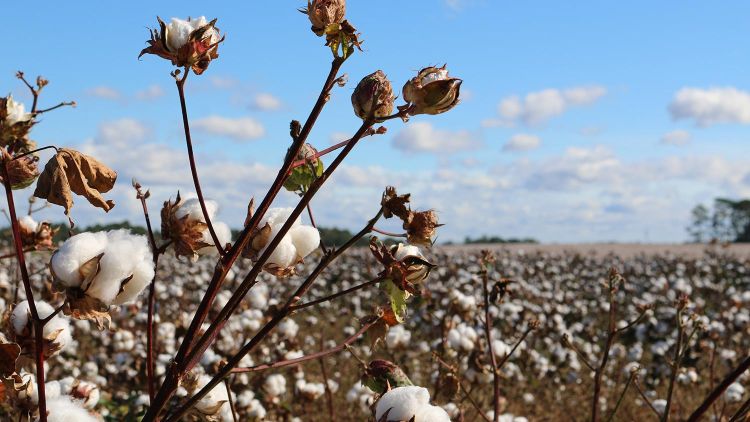 Speedbuster ticks all the boxes in Cotton production system