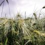 Wet wheat in a field that has been damaged due to excess water