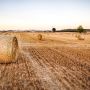 Hay rolls lying in a field of stubble