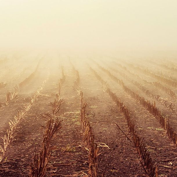 Rows of stubble in a misty and foggy paddock in the early morning