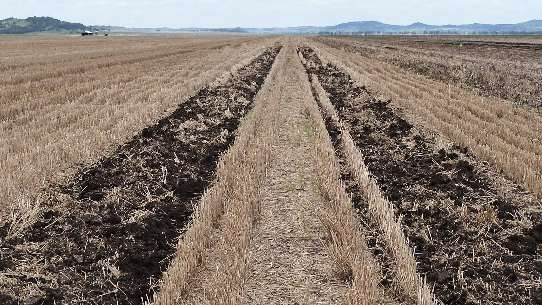 Two machine tracks in a muddy field of stubble receding into the distance