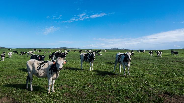 Building a Base for Dairy Fodder