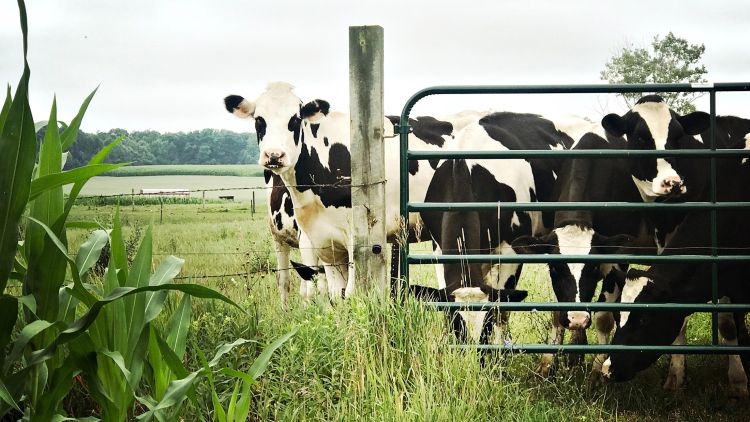 A small herd of black and white dairy cows standing behind a farm gate. There is some long grass and young corn stalks in the foreground.