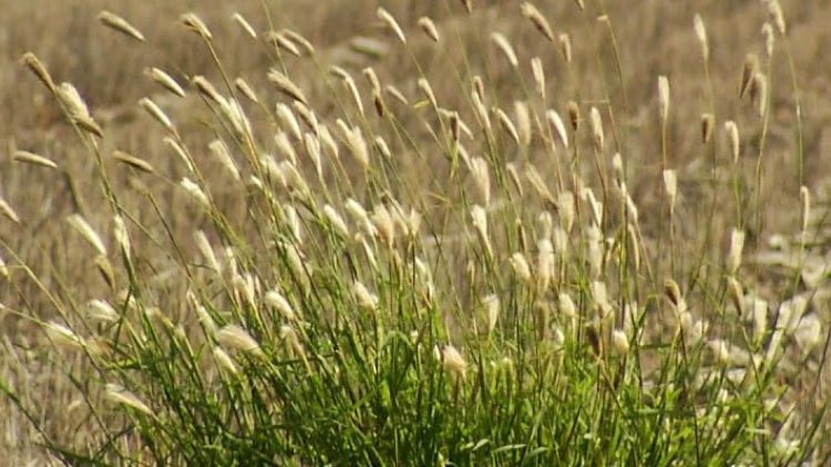 Digging Deep: Post-Harvest Residue Management vs Harvester Management