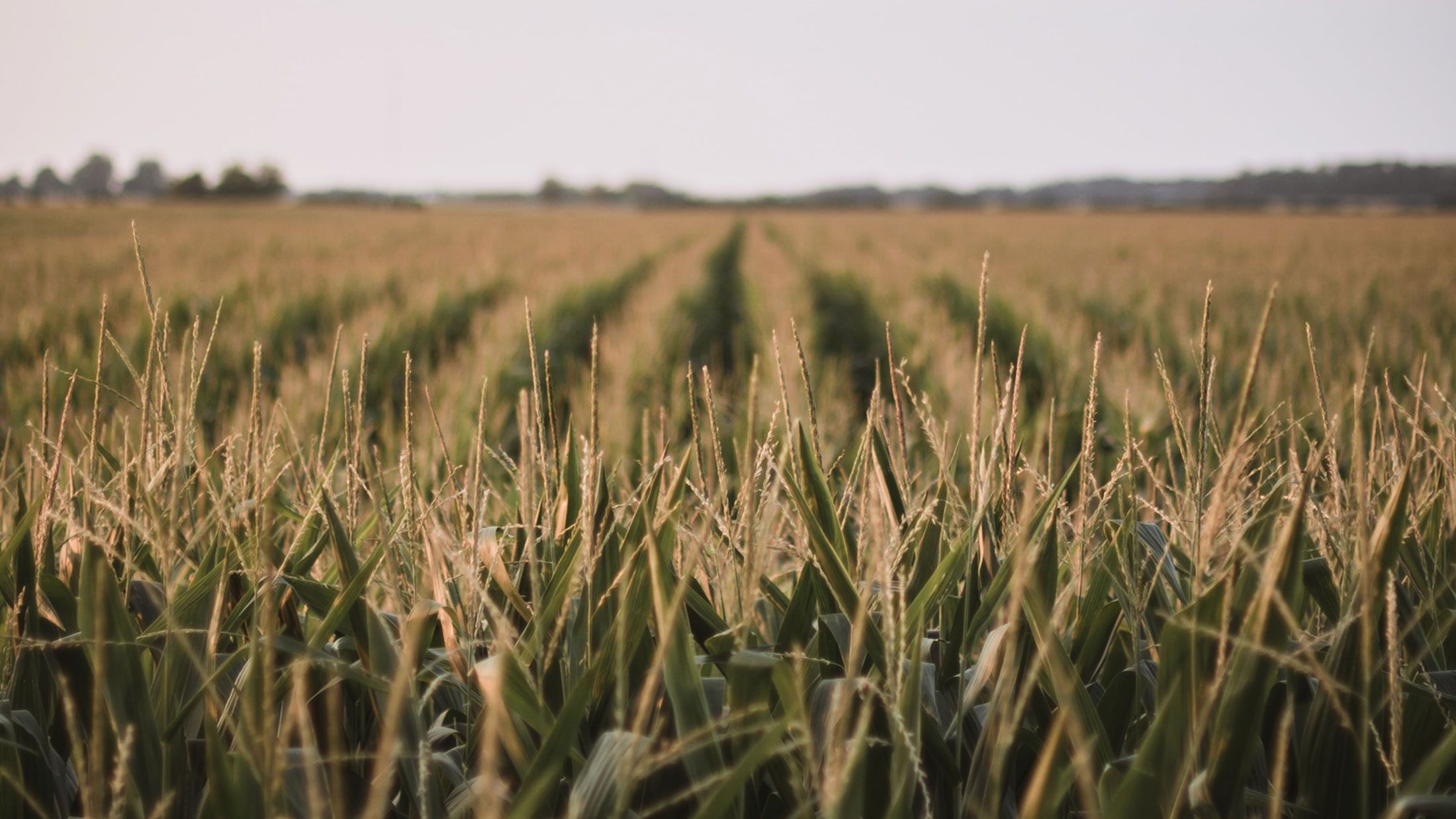 A Bright Outlook for Australia’s Agricultural Industry