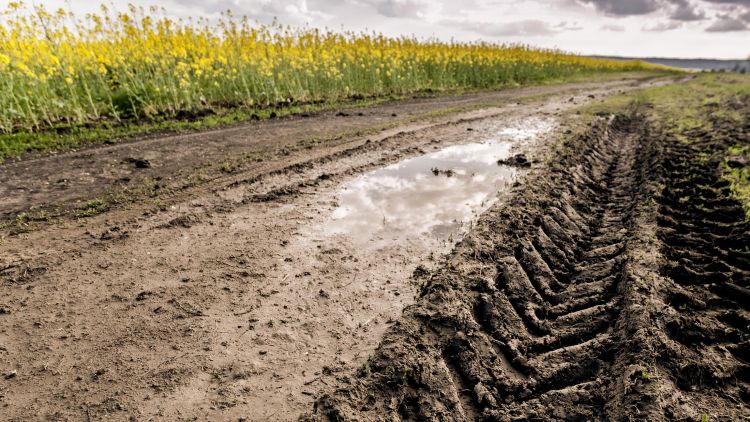 Heavy machinery tracks in wet soil in a canola field