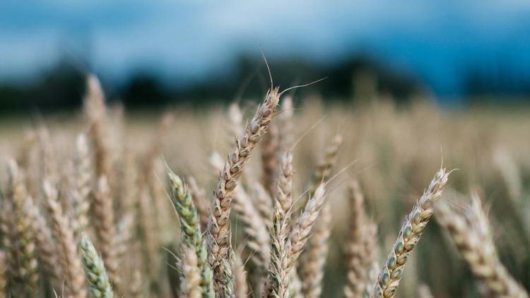 Digging Deep: Post-Harvest Residue Management vs Harvester Management