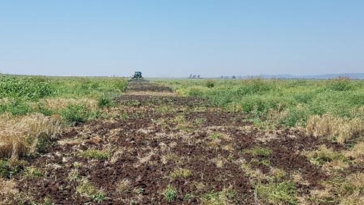 Chemical & Tillage: Waging a War for Weed Control