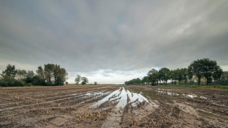 A muddy field with puddles and storm clouds overhead