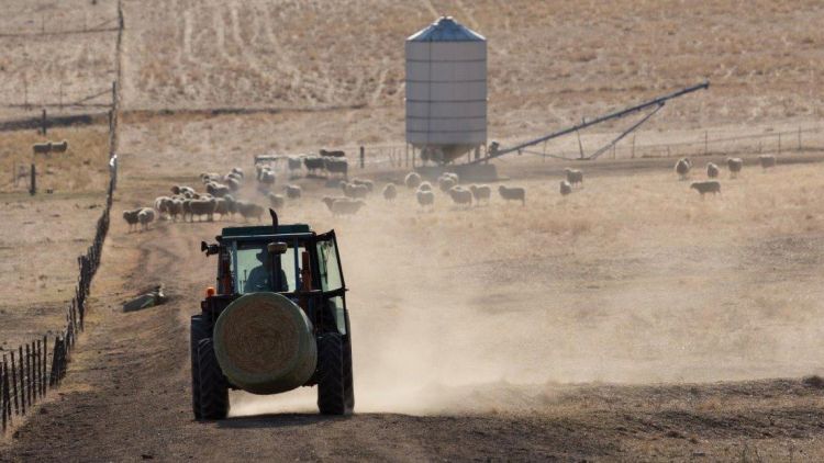 Bouncing Back: Cultivating Hay Crops During the Decimation of Drought